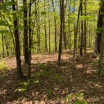 Lot 9, Mockingbird Drive, Ozark Acres, AR 72482 owner financed land in arkansas