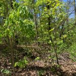 Lot 1, Overland Trail, Ozark Acres, AR 72482 owner financed land in arkansas