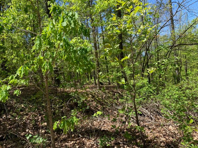 Lot 1, Overland Trail, Ozark Acres, AR 72482 owner financed land in arkansas