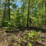 Lot 13, Bluebird Drive, Ozark Acres, AR 72482 owner financed land in arkansas