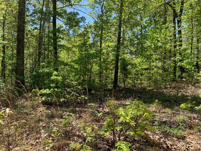 Lot 13, Bluebird Drive, Ozark Acres, AR 72482 owner financed land in arkansas