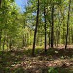 Lot 11, Mockingbird Dr, Ozark Acres AR 72482 owner financed land in arkansas