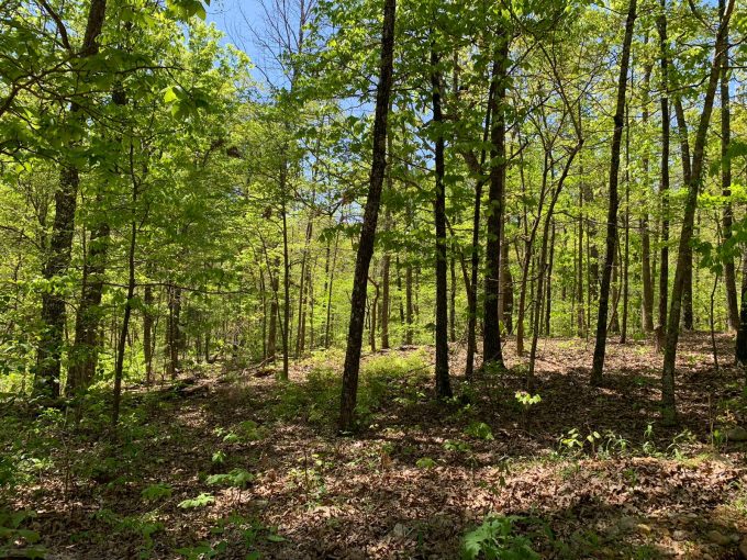 Lot 11, Mockingbird Dr, Ozark Acres AR 72482 owner financed land in arkansas