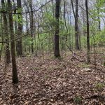 0 Duckworth Rd, Hardy, AR 72542 owner financed land in arkansas