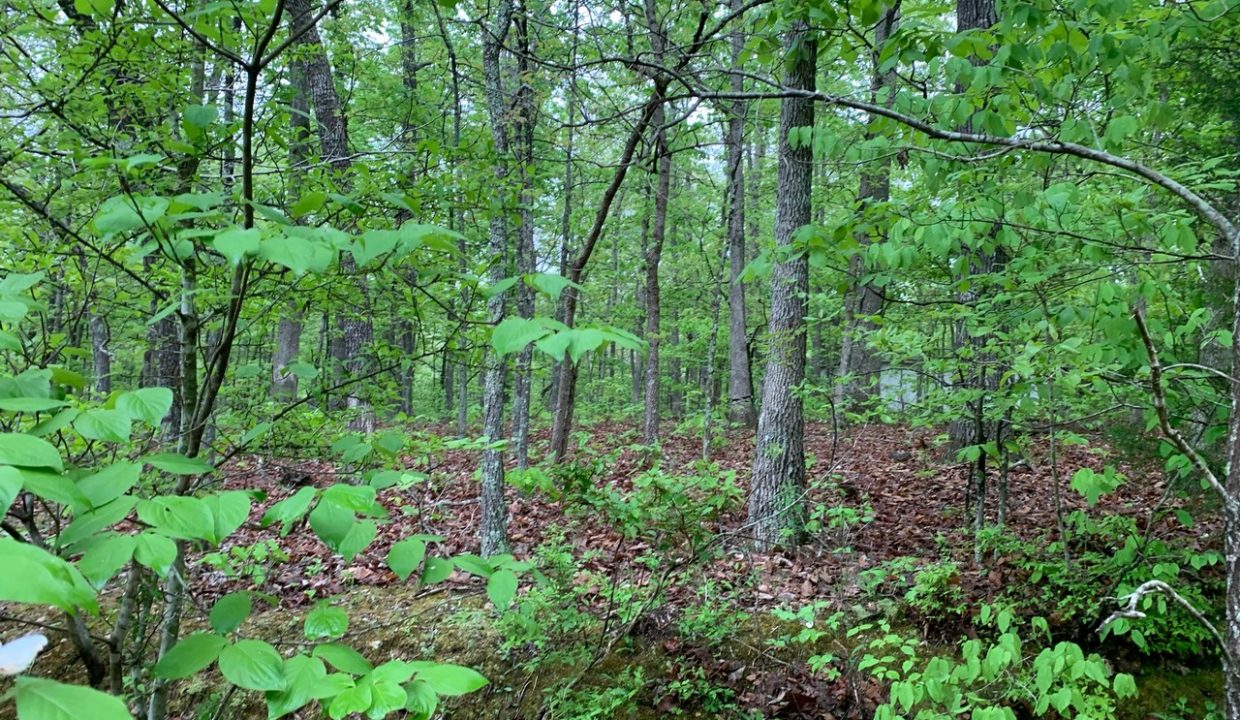 Image00009