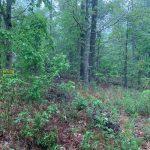 Lot 7, Block 23, Woodcock Lane, Ozark Acres, AR 72482 owner financed land in arkansas