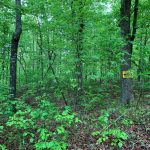 Lot 2, Block 3, Mockingbird Lane, Ozark Acres, AR 72482 owner financed land in arkansas
