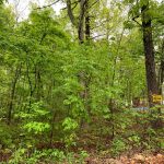 Lot 2W, Block 3, Mockingbird Lane, Ozark Acres, AR 72482 owner financed land in arkansas
