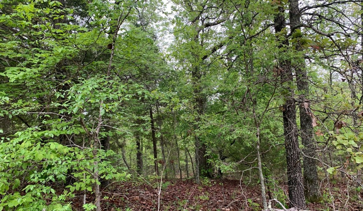 Image00005