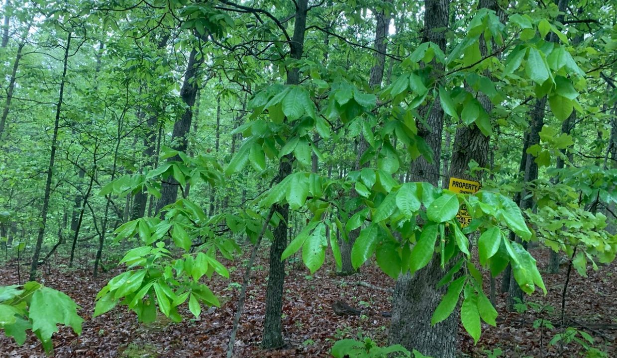Image00005