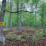 Lot 13, Block 26, Partridge Lane, Ozark Acres, AR 72482 owner financed land in arkansas