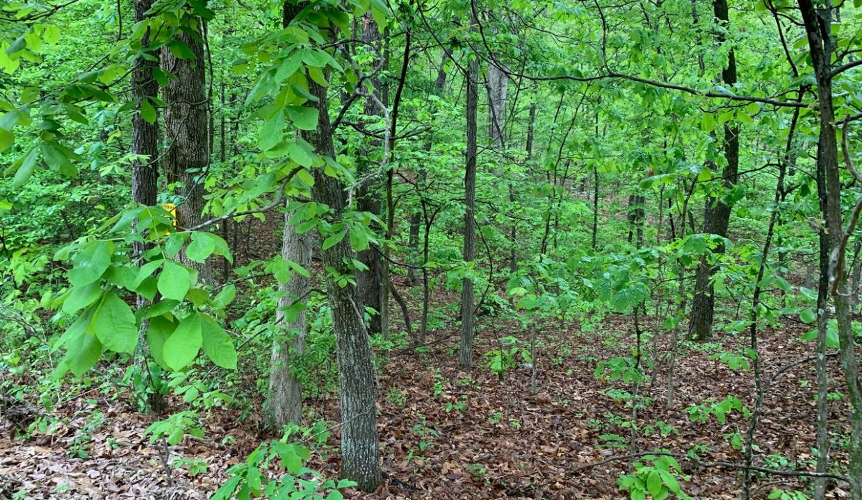 Image00006