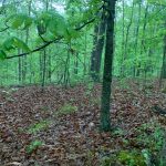 Lot 12, Block 23, Woodcock Lane, Ozark Acres, AR 72482 owner financed land in arkansas