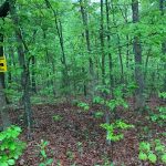 Lot 13, Block 24, Woodcock Lane, Ozark Acres, AR 72482 owner financed land in arkansas