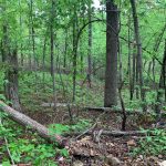 Lot 11, Block 29, Cowpoke Drive, Ozark Acres, AR 72482 owner financed land in arkansas