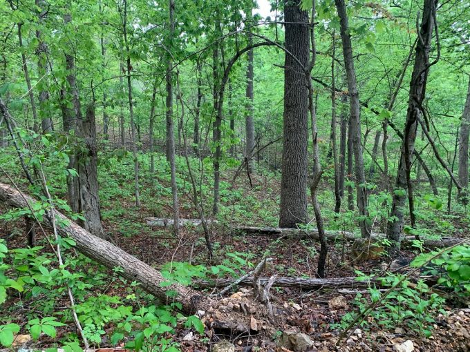 Lot 11, Block 29, Cowpoke Drive, Ozark Acres, AR 72482 owner financed land in arkansas