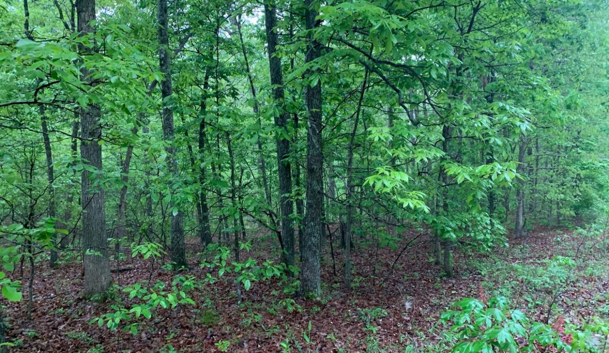 Image00009