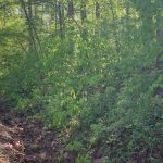 Lot 2, Block 4, Wagon Trail, Ozark Acres, AR 72482 owner financed land in arkansas