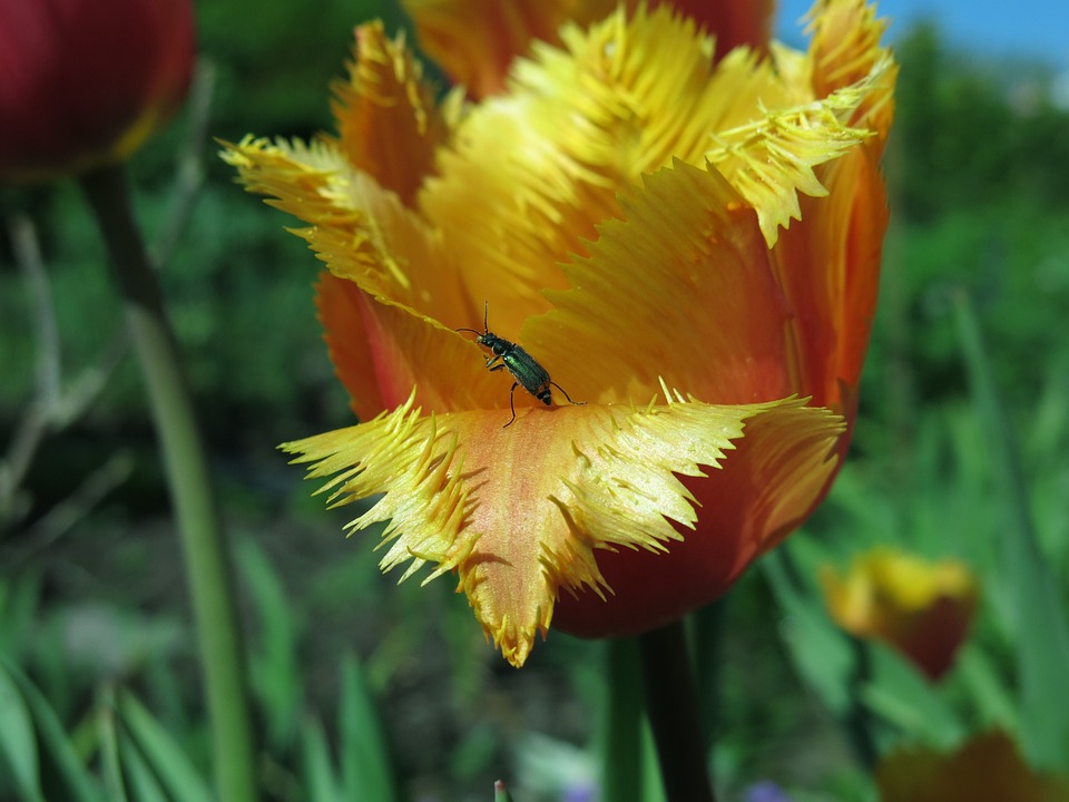 arkansas owner financing