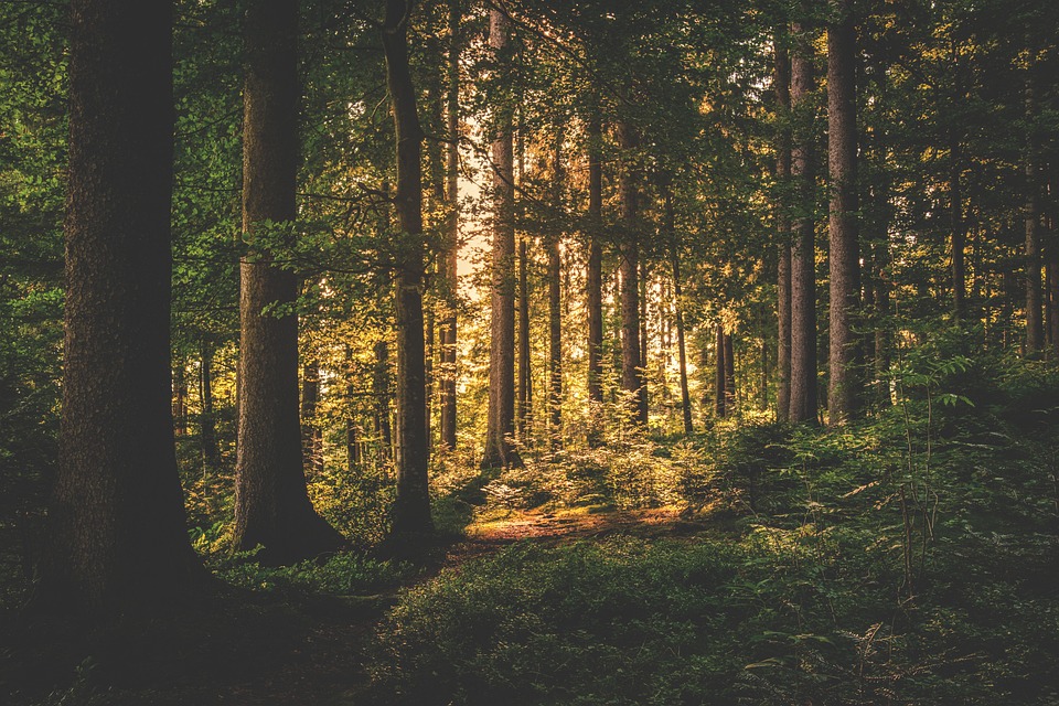 cheap land near me for sale