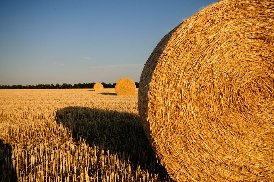 barns for rent